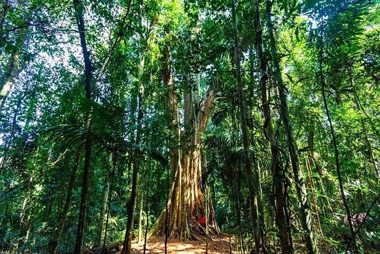 The Old Trees